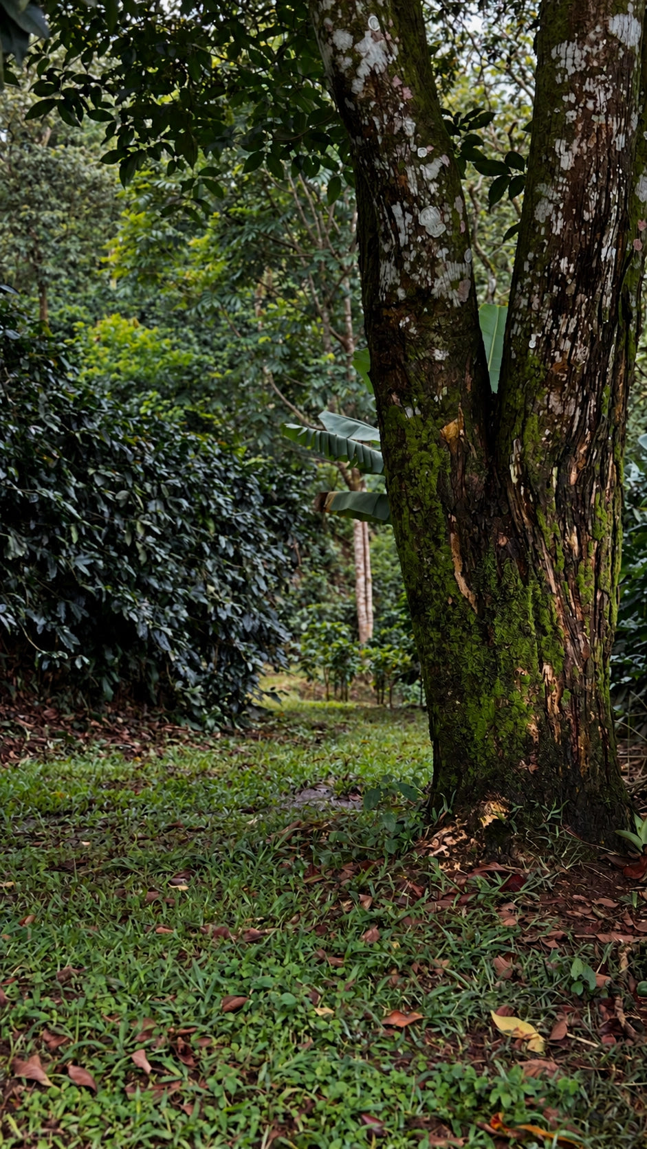 San Roque · árboles y cafetal