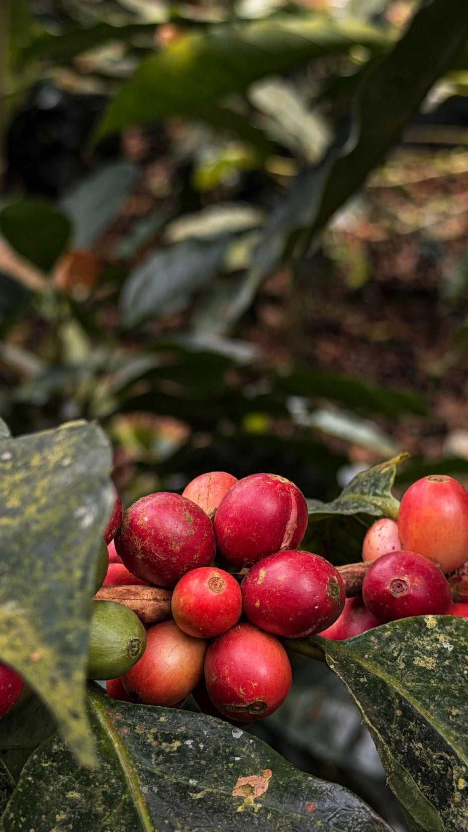 San Roque · frutos maduros