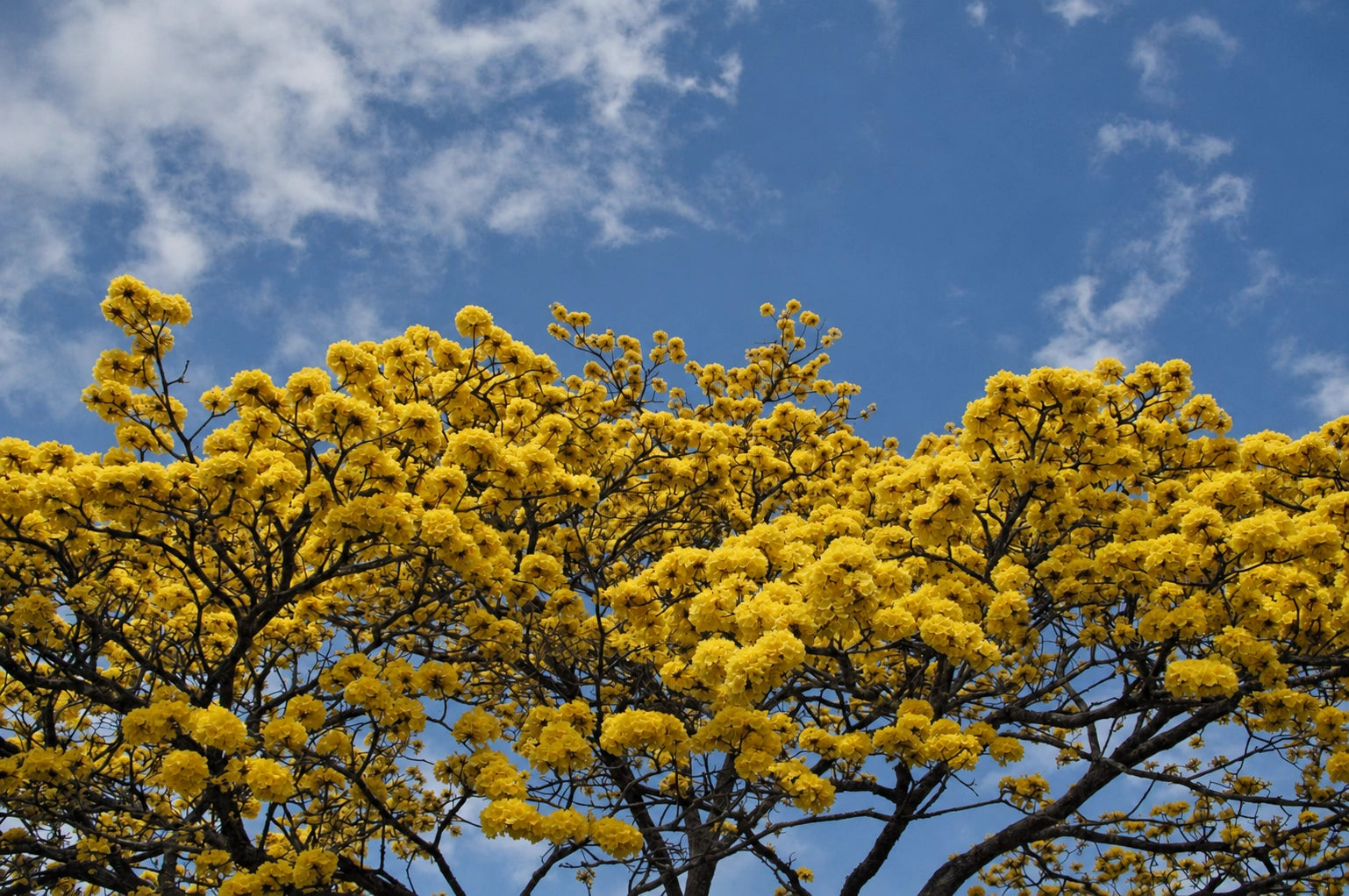 Árbol de floración amarilla · fotografía editada aprobada 031