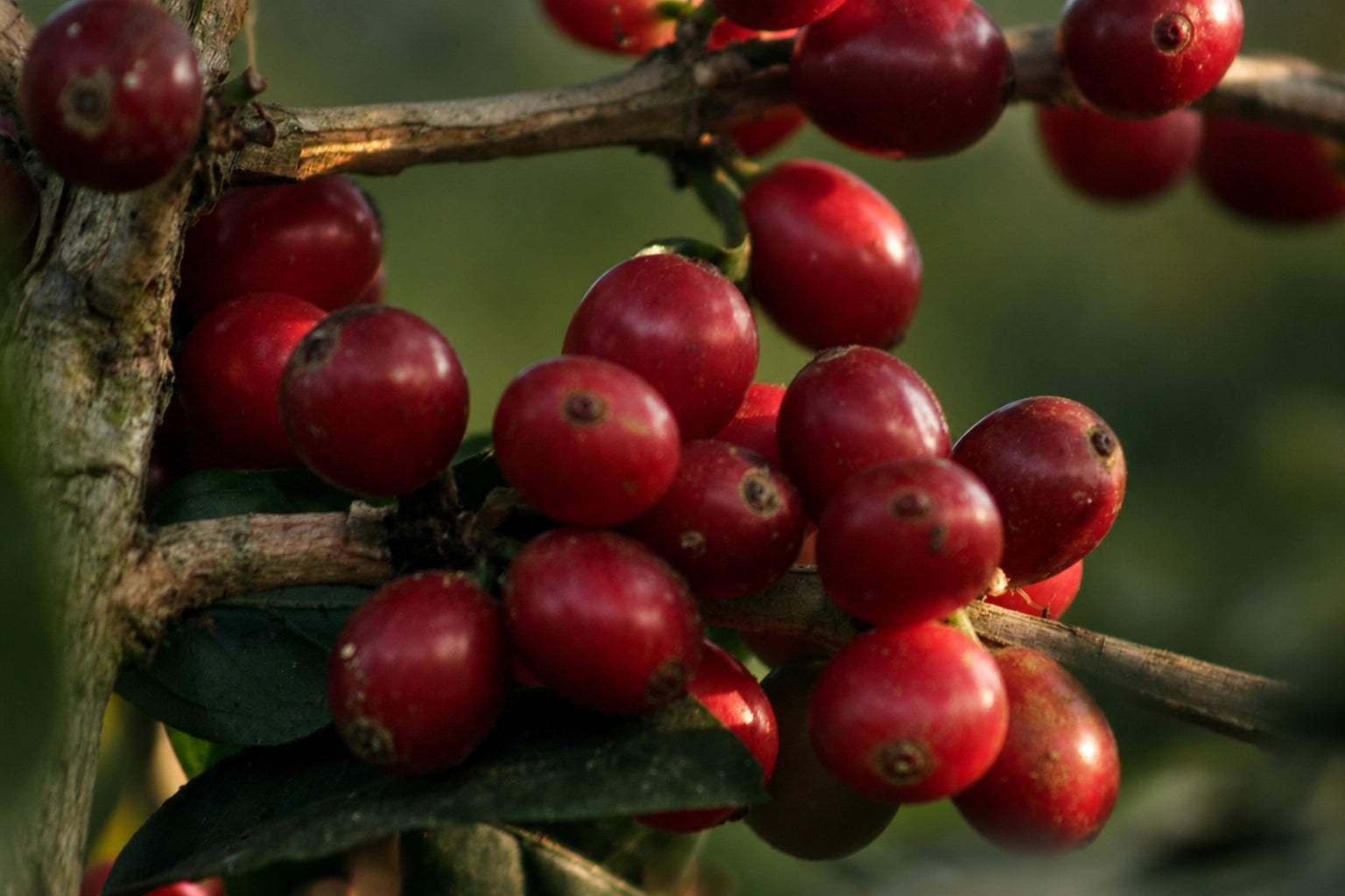Frutos de café · edición aprobada 075