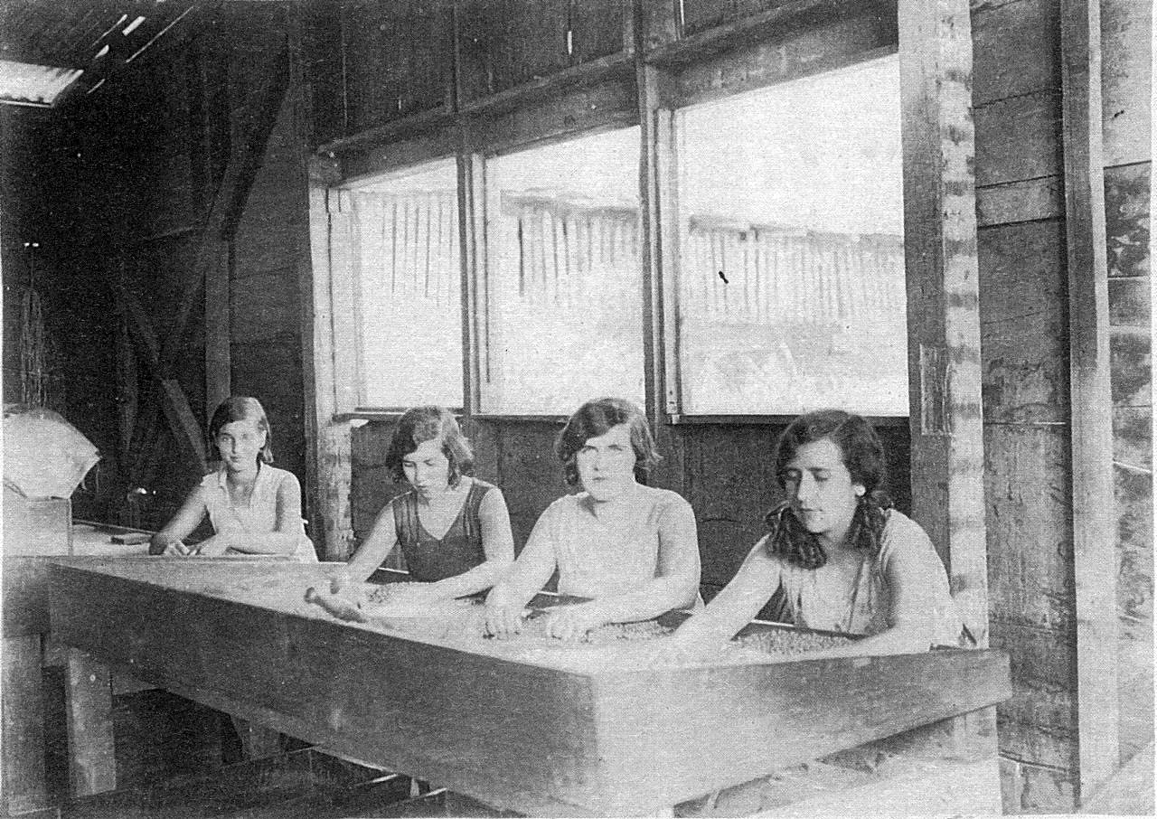 Mujeres escogiendo café a mano